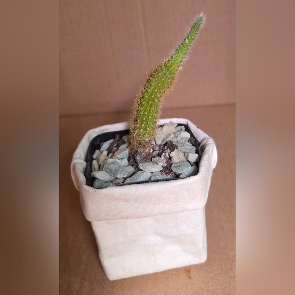Green Cactus in Paper Bag Planter